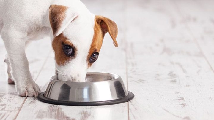 alimenti obesita cane distributore reico