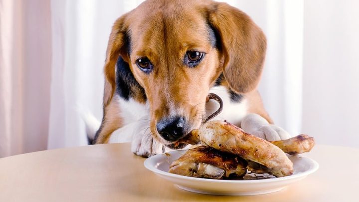 carne cani naturale reico vital distributore italia