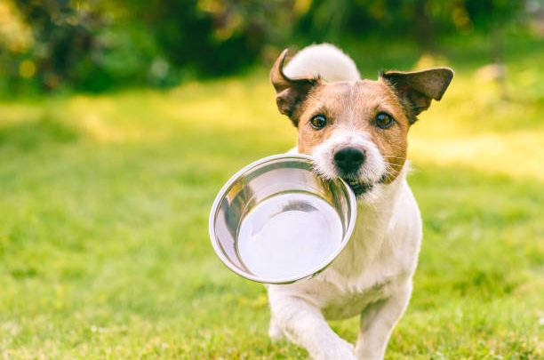 alimentazione naturale per cani Reico Vital