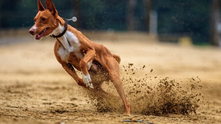 Reico cani vitali distributore italia alimenti naturali